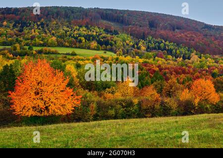 Herbstlandschaft mit bunten Blättern. Mit zwei Orangenbäumen im Vordergrund. Mischwald. Am späten Nachmittag. Das Dorf Horna Suca, Slowakei. Stockfoto