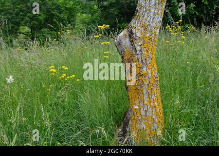 Moos wächst auf einem Baumstamm auf einer Wiese Ende Mai in der Nähe des Dorfes Merso di Sopra in der Provinz Udine, Friaul-Julisch Venetien, Nordostitalien Stockfoto