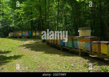 Eine Reihe von bunten Bienenstöcken Ende Mai in der Nähe des Dorfes Merso di Sopra in der Provinz Udine, Friaul-Julisch Venetien, Nordostitalien Stockfoto