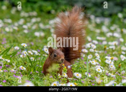 Rotes Eichhörnchen, Ischiurus vulgaris auf einer mit Gänseblümchen bedeckten Wiese Stockfoto
