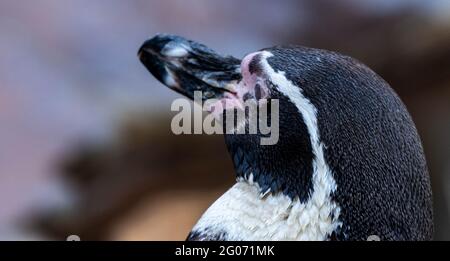 Humboldt-Pinguin, Spheniscus humboldti Portrait Stockfoto