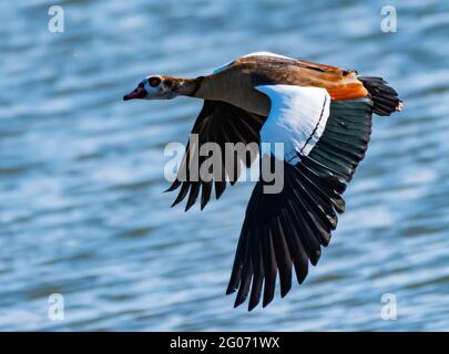 ägyptische Gans, alopochen aegyptiaca fliegen über dem Wasser Stockfoto