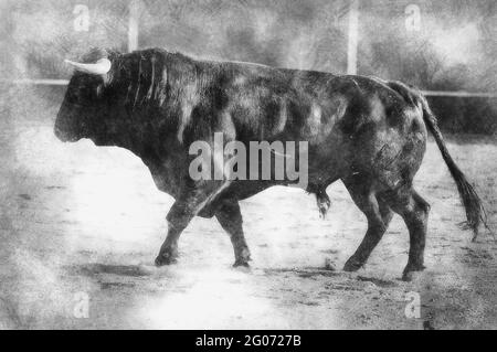 Blut, Schauspiel des Stierkampfes, wo ein Stier gegen eine Stierkampfarena der spanischen Tradition in Schwarz-Weiß kämpft Stockfoto