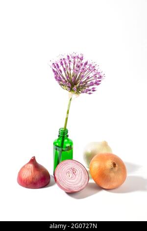 Zwiebeln und lila Allium Blume auf weißem Hintergrund. Vertikale Studioaufnahme. Stockfoto