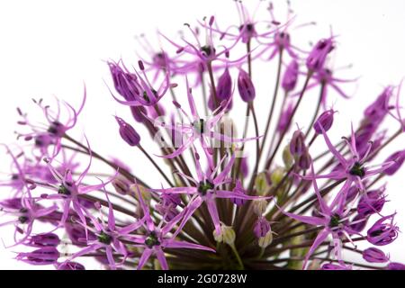 Lila Allium Blume Nahaufnahme auf weißem Hintergrund. Makro, Nahaufnahme. Stockfoto