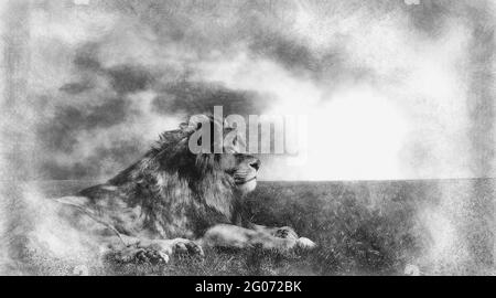 Kraftvoller Löwe, der bei Sonnenuntergang ruht. Die Kraft der Natur. Schwarz-Weiß-Zeichnung Stockfoto