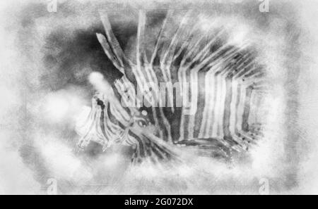 Pterois antennata, Löwenfische im Inneren des Meeres neben einem Korallenriff, gefährliche Fische schwarz-weiß Zeichnung Stockfoto