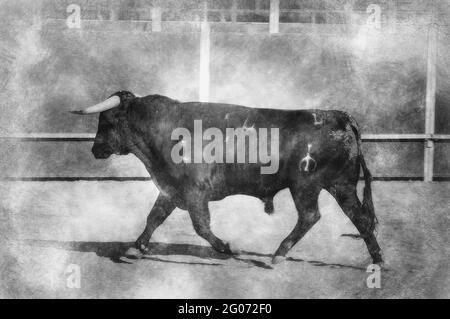 Mut, Spektakel des Stierkampfes, wo ein Stier gegen eine Stierkampfarena der spanischen Tradition in Schwarz-Weiß-Zeichnung kämpft Stockfoto