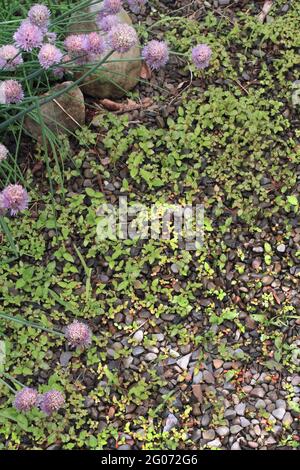 Schnittlauch in einem sterbenden Garten. Stockfoto