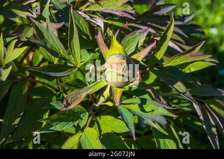 Nahaufnahme der ungeöffneten Pfingstrose. Gartenkonzept. Stockfoto