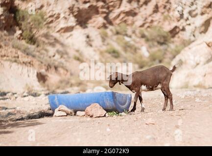 Junge Ziege trinkt Wasser auf einem natürlichen Hintergrund Stockfoto