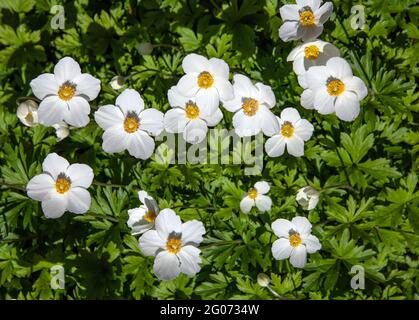 Weiß-gelb-Windblume-auf-einem-grünen-Hintergrund im Mai Stockfoto