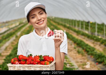 Porträt einer attraktiven kaukasischen Frau in weißer Mütze und T-Shirt mit Korbkorb mit frisch gepflückten Erdbeeren. Junger Gärtner lächelt vor der Kamera, während er im Gewächshaus posiert. Stockfoto
