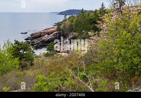 Thunder Hole im Acadia National Park. Hochwertige Fotos Stockfoto