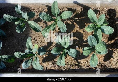 Kale Pflanzen in einem Gartenbett. Stockfoto