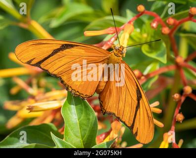 Julia (Dryas iulia) oranger und schwarzer Schmetterling auf orangen Blüten Stockfoto