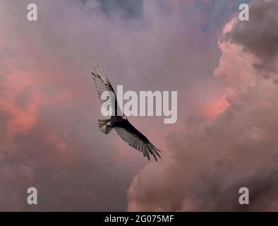 Geier, der über dem Himmel fliegt, ist ein dunkler bedrohlicher Himmel im Südwesten Florida USA Stockfoto