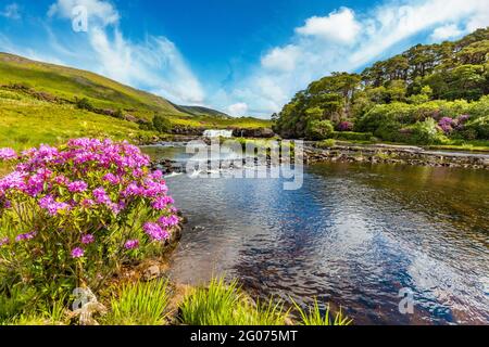 Feder bloomimg Rhododendron Büsche an Ashleigh fällt auf den Erriff River im County Mayo Irland Stockfoto