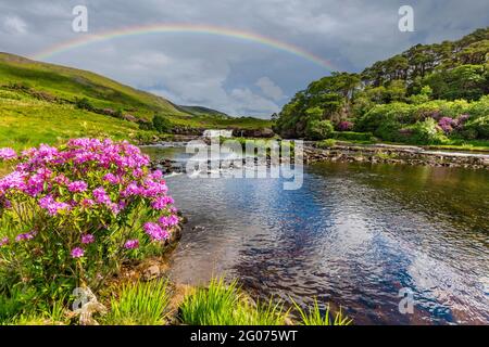 Feder bloomimg Rhododendron Büsche an Ashleigh fällt auf den Erriff River im County Mayo Irland Stockfoto