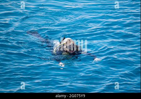 Frau in Scuba schwimmt nach dem Tauchen auf blauer Meeresoberfläche. Wassersport und Unterhaltung, Scuba-Diving-Konzept Stockfoto