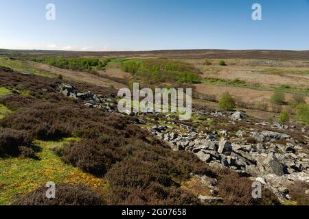 Die North York Moors mit großen Steinblöcken, Heidekraut, Bäumen, Feldern, in der ländlichen Landschaft in der Nähe von Goathland, Yorkshire, Großbritannien. Stockfoto