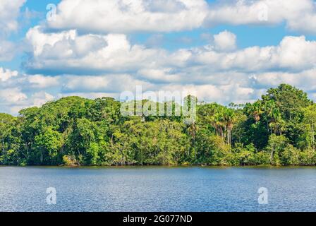 Tropischer Regenwald im Amazonas im Sommer. Amazonasbecken in Brasilien, Bolivien, Kolumbien, Ecuador, (Französisch) Guyana, Surinam, Peru und Venezuela. Stockfoto