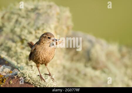 Nahaufnahme eines Shetland-Wrens, der auf einem moosigen Stein mit einer Motte im Schnabel thront. Sommer in Shetland Islands. Stockfoto