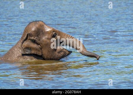 Junger asiatischer Elefant / asiatischer Elefant (Elephas maximus) Jugendlich Spaß beim Baden und Spielen im Wasser des Flusses Stockfoto