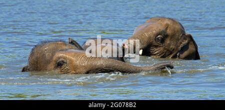 Drei junge asiatische Elefanten / Asiatische Elefanten (Elephas maximus) Jugendliche, die Spaß beim Baden und Spielen im Flusswasser haben Stockfoto