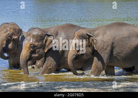 Junge asiatische Elefanten / Asiatische Elefanten (Elephas maximus) Baden im Fluss Stockfoto