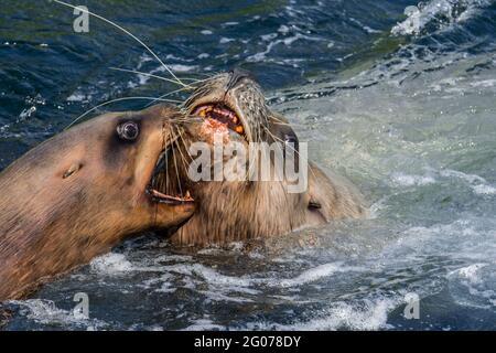 Steller Seelöwe / nördliche Seelöwen / Steller's Sea löwe (Eumetopias jubatus) Männlich und weiblich zeigen aggressives, offenes Agonistisches Verhalten Stockfoto