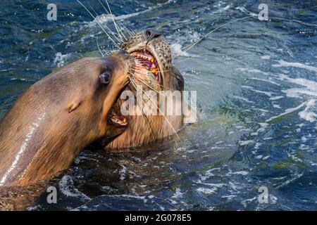 Steller Seelöwe / nördliche Seelöwen / Steller's Sea löwe (Eumetopias jubatus) Männlich und weiblich zeigen aggressives, offenes Agonistisches Verhalten Stockfoto