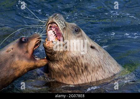 Steller Seelöwe / nördliche Seelöwen / Steller's Sea löwe (Eumetopias jubatus) Männlich und weiblich zeigen aggressives, offenes Agonistisches Verhalten Stockfoto