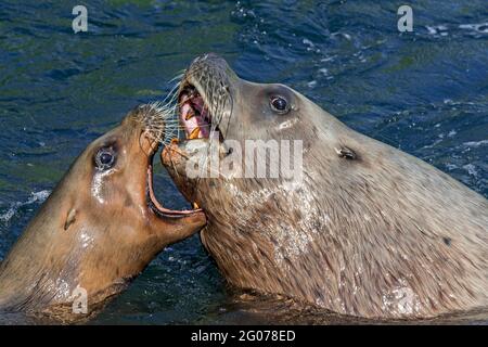 Steller Seelöwe / nördliche Seelöwen / Steller's Sea löwe (Eumetopias jubatus) Männlich und weiblich zeigen aggressives, offenes Agonistisches Verhalten Stockfoto