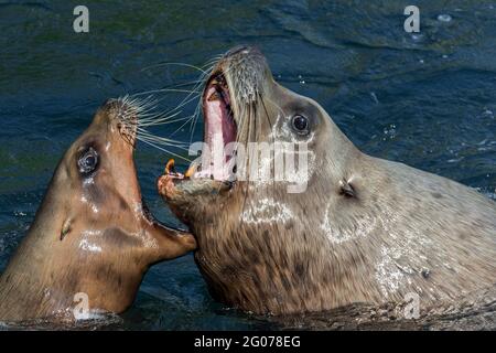 Steller Seelöwe / nördliche Seelöwen / Steller's Sea löwe (Eumetopias jubatus) Männlich und weiblich zeigen aggressives, offenes Agonistisches Verhalten Stockfoto