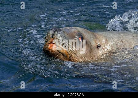 Steller Seelöwe / nördliche Seelöwen / Steller's Seelöwe (Eumetopias jubatus) Männchen / Stier schwimmen, heimisch im nördlichen Pazifik Stockfoto