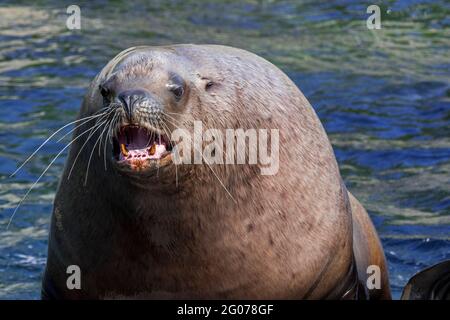 Bellender Steller Seelöwe / nördliche Seelöwen / Steller's Seelöwe (Eumetopias jubatus) Männchen / Stier, der an Land kommt, stammt aus dem nördlichen Pacif Stockfoto