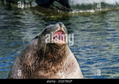 Bellender Steller Seelöwe / nördliche Seelöwen / Steller's Seelöwe (Eumetopias jubatus) Männchen / Stier, der an Land kommt, stammt aus dem nördlichen Pacif Stockfoto