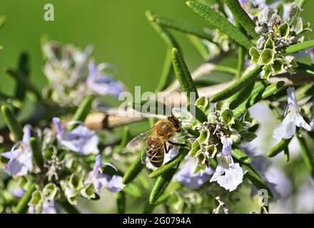 Salvia rosmarinus, allgemein bekannt als Rosmarin Stockfoto