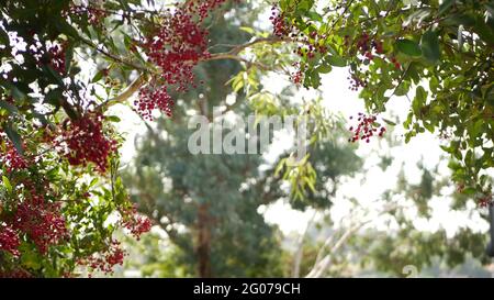 Rote Beeren am Baum, Gartenarbeit in Kalifornien, USA. Natürlicher atmosphärischer botanischer Nahaufnahme Hintergrund. Viburnum, Frühling oder Herbst Morgengarten oder Fores Stockfoto