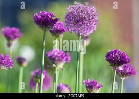 Henley-on-Thames, Großbritannien: Purple Sensation Allies wachsen in Töpfen auf einer Dachterrasse bei der Sonne im Frühsommer. Anna Watson/Alamy Stockfoto