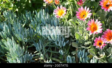Bunte Blumen von Daisy oder marguerite, Kalifornien, USA. Aster- oder Umhang Ringelblume, mehrfarbig, violett, blüht. Home Gartenarbeit, amerikanische dekorative ornam Stockfoto