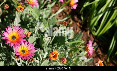 Bunte Blumen von Daisy oder marguerite, Kalifornien, USA. Aster- oder Umhang Ringelblume, mehrfarbig, violett, blüht. Home Gartenarbeit, amerikanische dekorative ornam Stockfoto