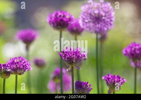 Henley-on-Thames, Großbritannien: Purple Sensation Allies wachsen in Töpfen auf einer Dachterrasse bei der Sonne im Frühsommer. Anna Watson/Alamy Stockfoto