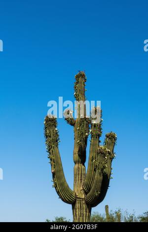 Insekten strömen im Mai zu einer beispiellosen Anzahl von „nebenblüten“ auf dem saguaro-Kaktus, ihrer typischen Frühjahrsblühsaison, Sonoran Desert, Tucson, Stockfoto