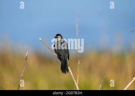Grauer Catbird, der auf einem Zweig thront Stockfoto