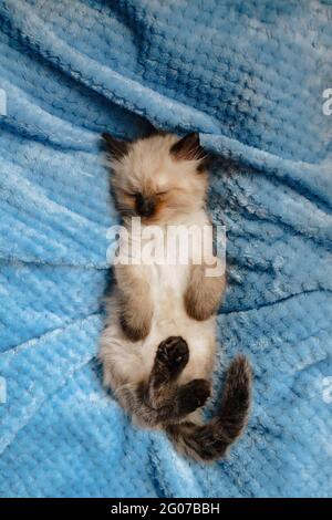 Ein burmesisches Angora-Kätzchen schläft auf einer blauen Baumwolldecke mit den Hinterbeinen nach oben. Vertikales Foto Stockfoto