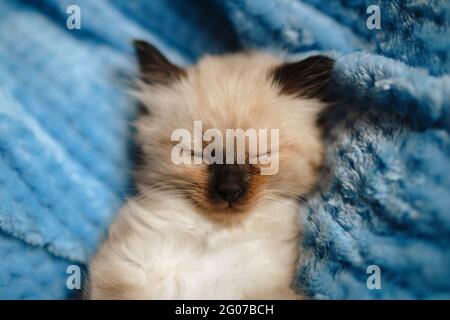 Nahaufnahme eines burmesischen Angora-Kätzchens, das auf einer blauen Baumwolldecke schläft Stockfoto