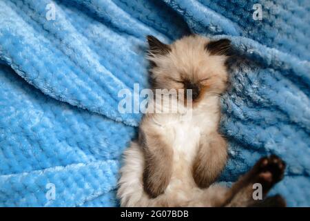 Ein burmesisches Angora-Kätzchen schläft auf einer blauen Baumwolldecke mit den Hinterbeinen nach oben. Vertikales Foto Stockfoto