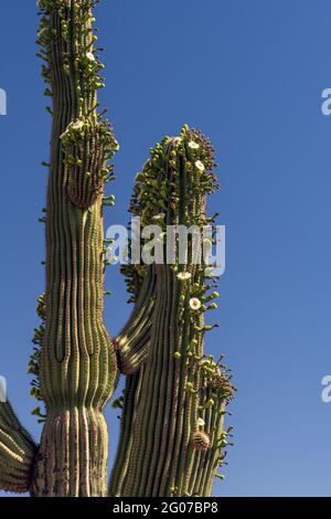 Insekten strömen im Mai zu einer beispiellosen Anzahl von „nebenblüten“ auf dem saguaro-Kaktus, ihrer typischen Frühjahrsblühsaison, Sonoran Desert, Tucson, Stockfoto